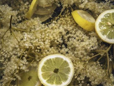 Lime Coconut & Elderflower Fragrance Oil Discount