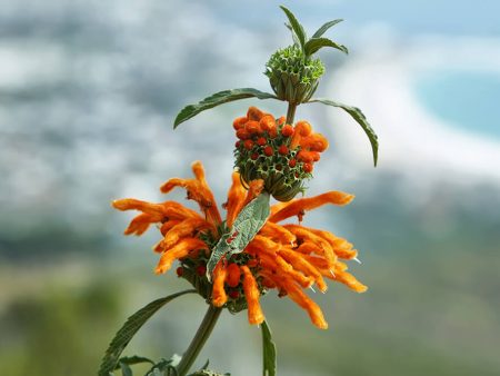 Lion s Ear (Leonotis Nepetifolia) Organic Online