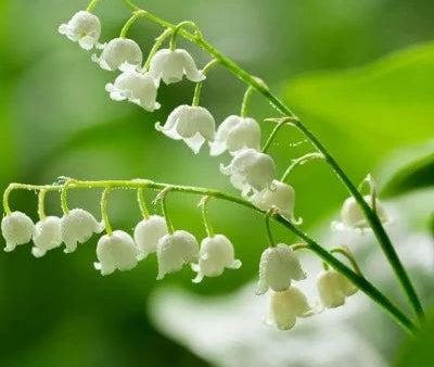 Lily of the Valley Diffuser Oil Refill on Sale