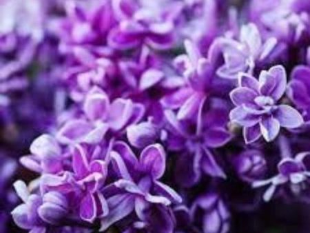 Lilac Fragrance Oil Fashion