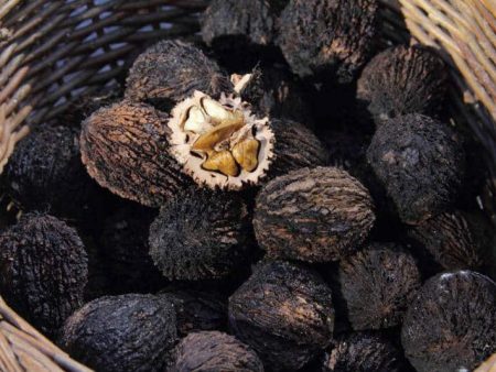 Black Walnut (Whole, 9) Supply