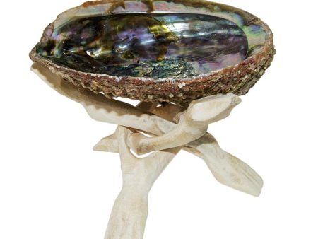 Abalone Shells For Discount